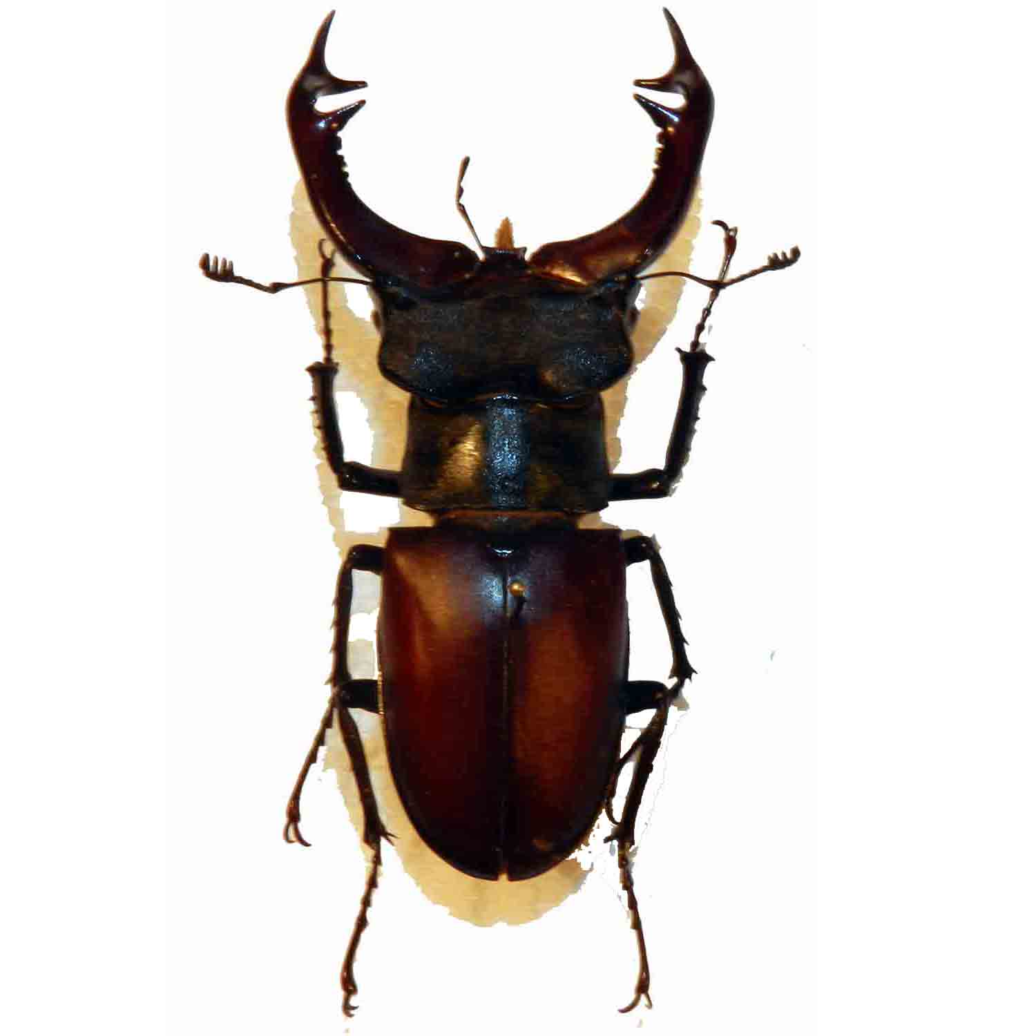 L'Arca di Noè - Lucanus cervus XL (5) Cervo Volante Insetto